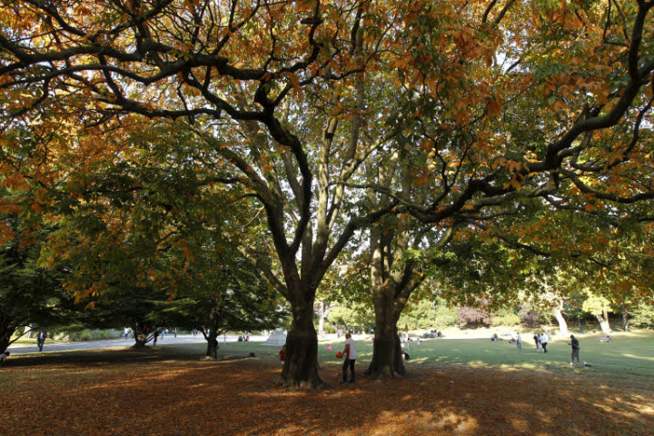Parc Monsouris - Paris - RSE - arbre