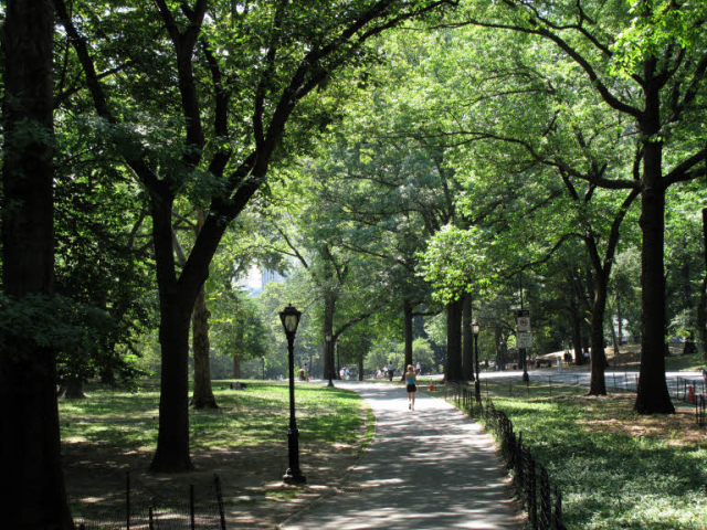 Central Park - New York - Etats-Unis - vert - verte - écologie - environnement