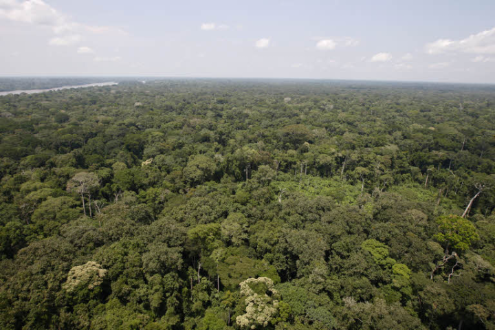 Forêt congolaise - environnement - écologie - exploitation forestière - Congo - Afrique - vert