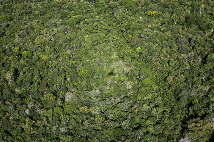 Forêt amazonienne - Ton Koene/ZUMA/REA