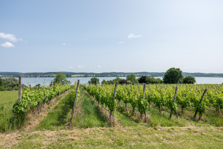 Vignes. Photo by Silas Stein / dpa Picture-Alliance via AFP