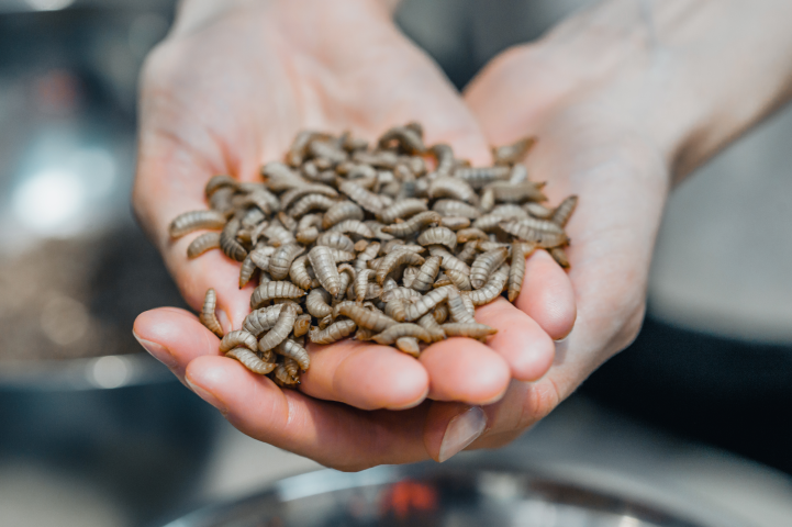 Innovafeed est spécialisée dans la production d'ingrédients durables à base d'insectes pour la nutrition animale et végétale (©Innovafeed)