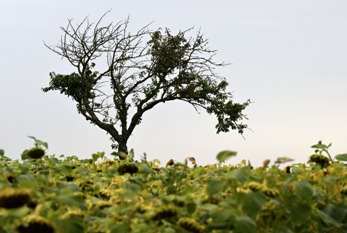 Biodiversité (Photo by HARALD SCHNEIDER / APA-PictureDesk / APA-PictureDesk via AFP)