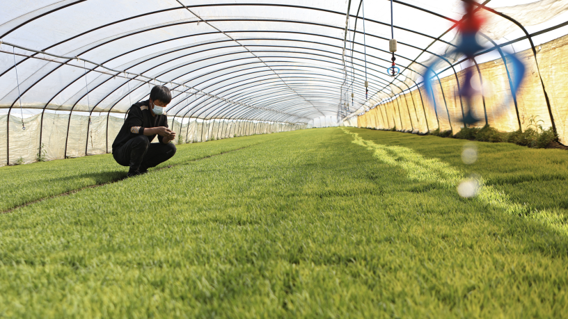 Plantations sous serre. Wang Yijie / XINHUA / Xinhua via AFP