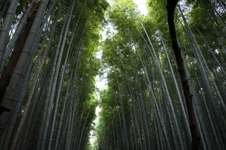 Forêt (©Matthieu ZELLWEGER/HAYTHAM-REA)