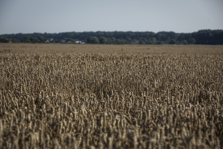 Champ de blé (Photo by Ed Ram / GETTY IMAGES EUROPE / Getty Images via AFP)