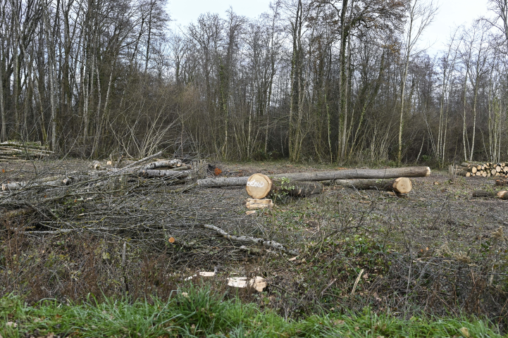 Forêt (©Stephane AUDRAS/REA)