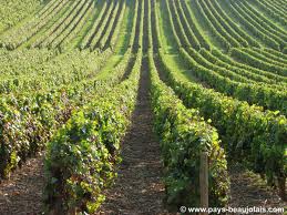 Vignes