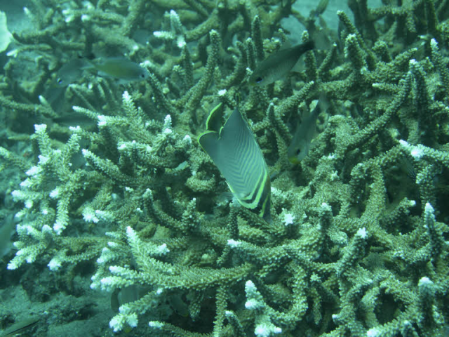 Corail - mer - coraux - environnement - ESG - climat