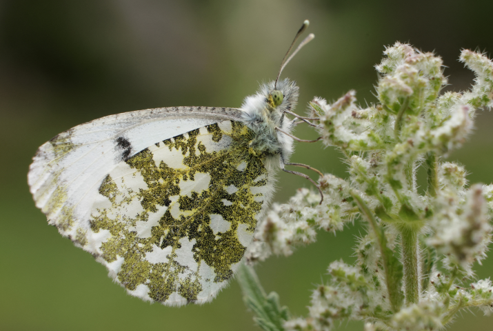 Papillon (Photo by SEAN GALLUP / GETTY IMAGES EUROPE / Getty Images via AFP)