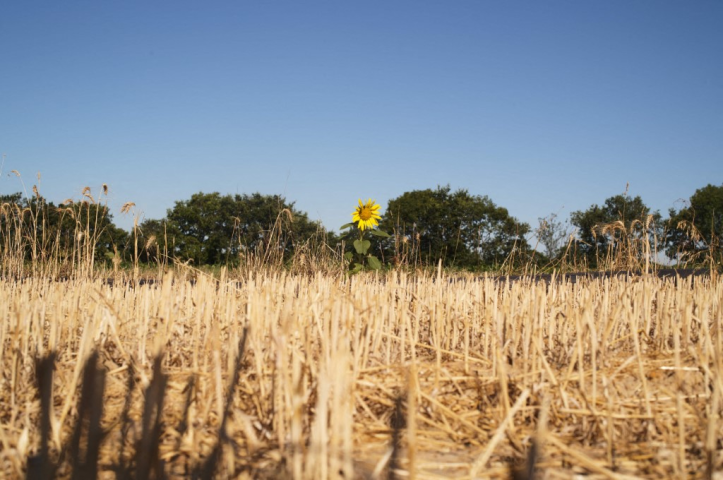 Agriculture. Photo par MATHIEU THOMASSET / HANS LUCAS / HANS LUCAS VIA AFP