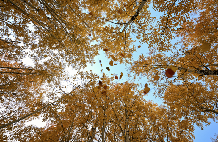 Forêt  (Photo : Ozkan Bilgin / ANADOLU / Anadolu via AFP)