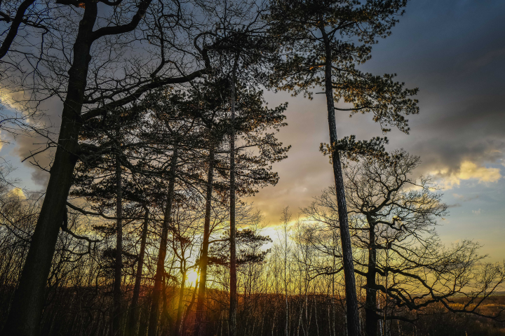 Forêt (©Laurent GRANDGUILLOT/REA)