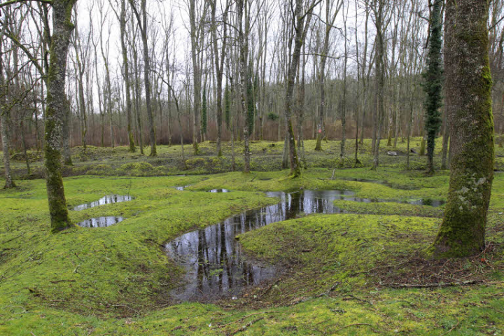 Forêt - finance verte - écologie - environnement