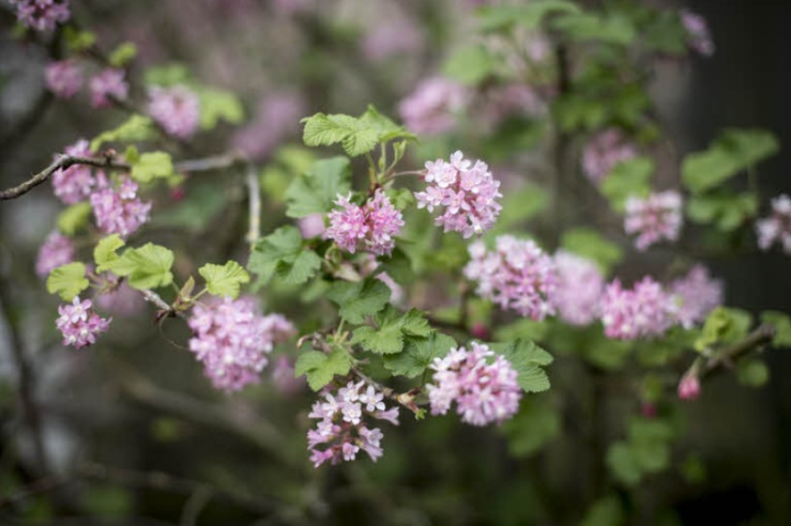 Lilas japonais - Crédits : François BOUCHON / Le Figaro