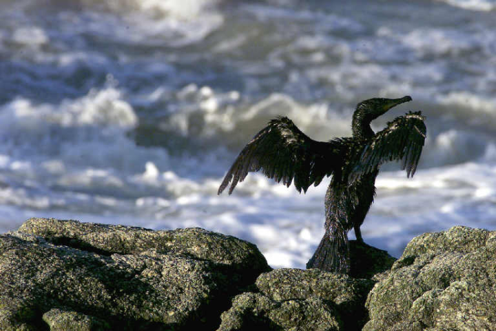 eaux polluées - marée noire - pollution
