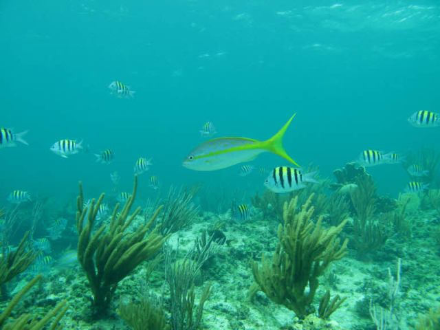 Corail Poisson