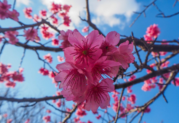 arbre / Japon / cerisier